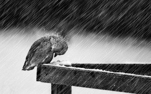 snow-rain-bird
